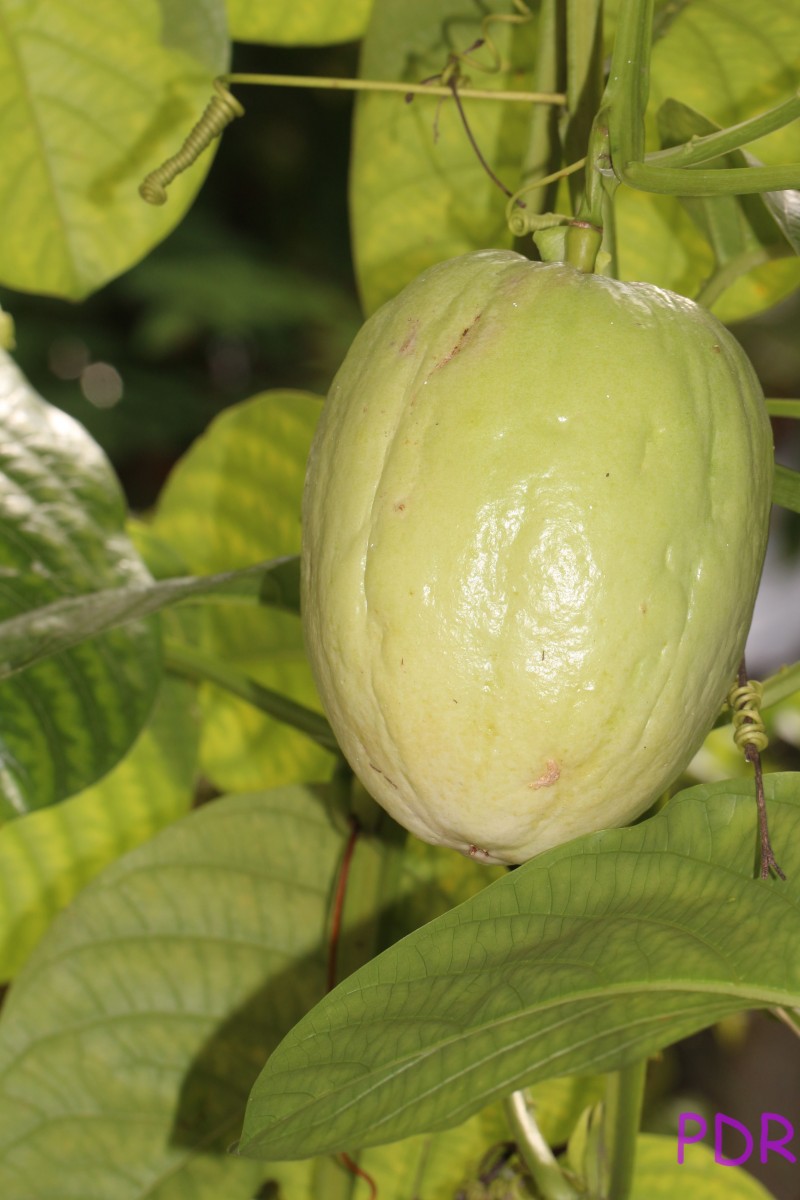 Passiflora quadrangularis L.