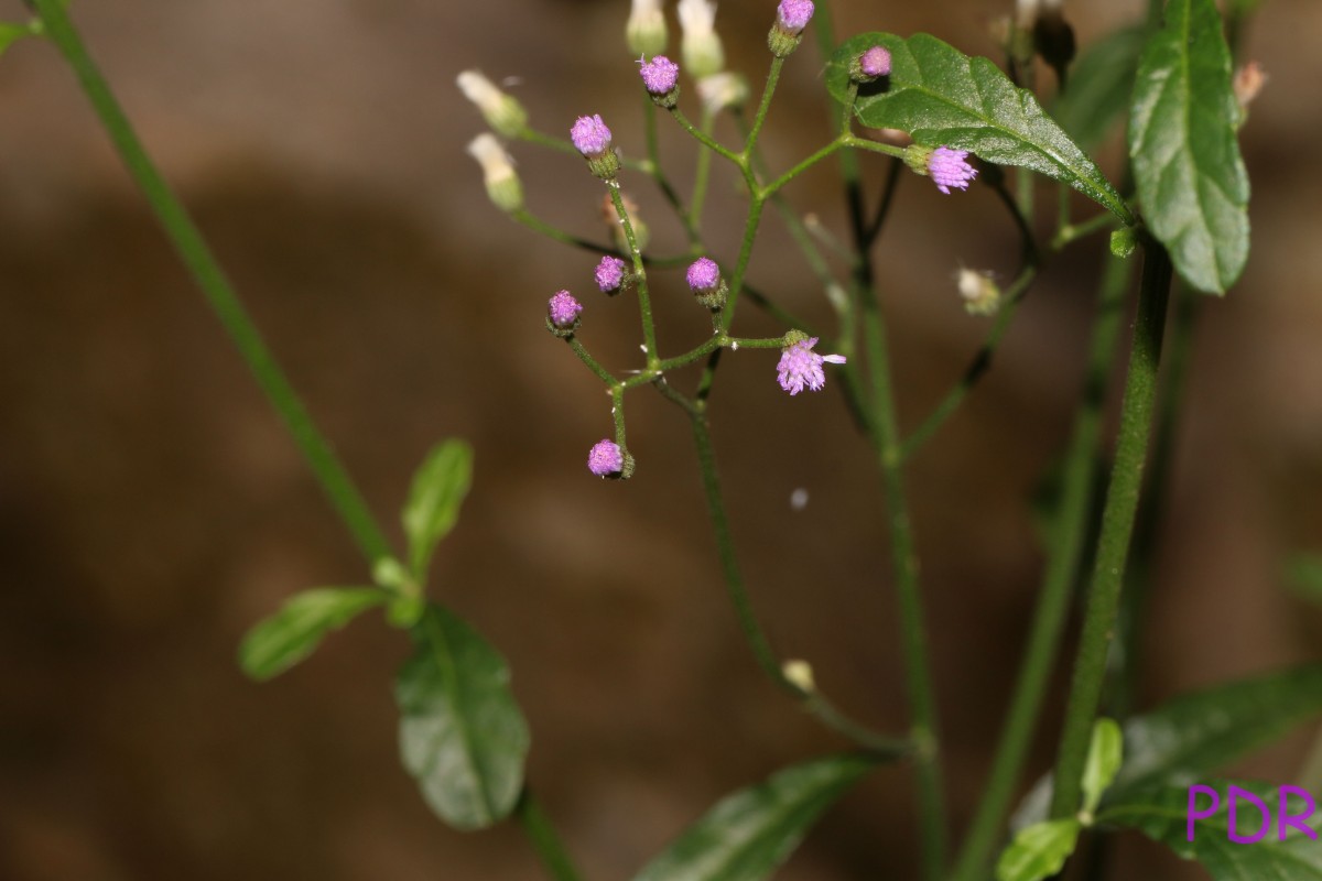 Cyanthillium cinereum (L.) H.Rob.