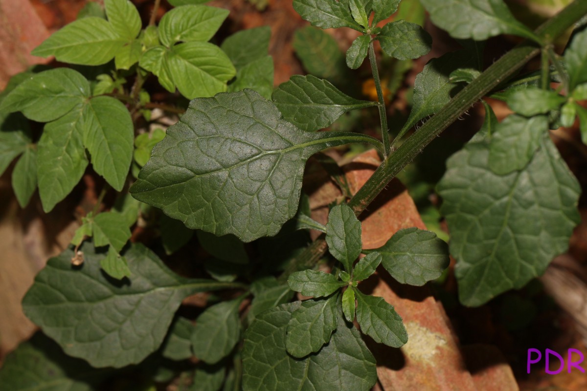 Cyanthillium cinereum (L.) H.Rob.