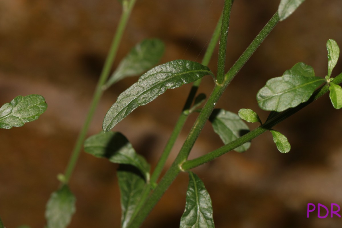 Cyanthillium cinereum (L.) H.Rob.