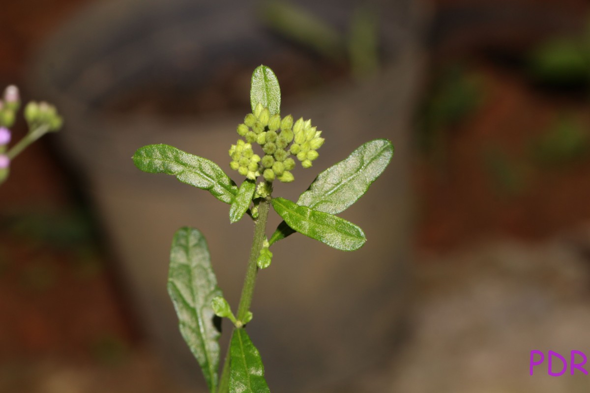 Cyanthillium cinereum (L.) H.Rob.