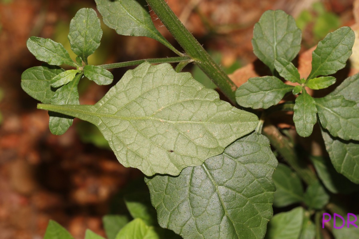 Cyanthillium cinereum (L.) H.Rob.