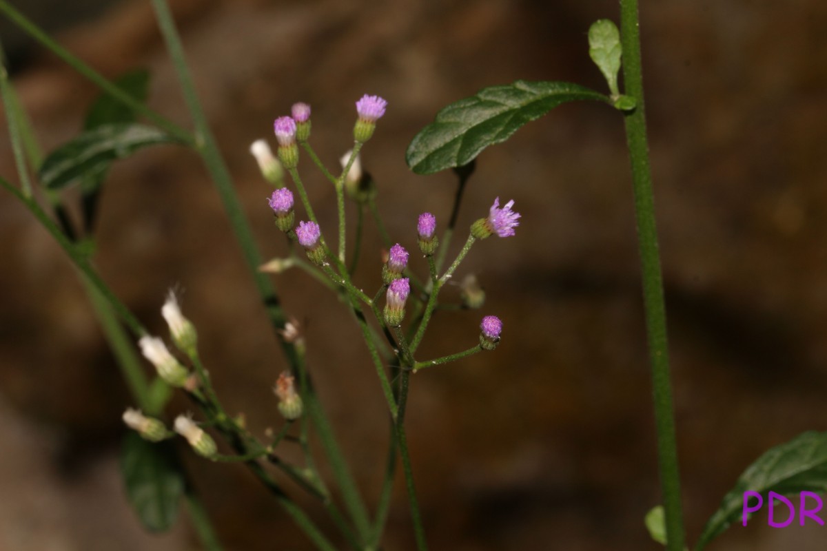 Cyanthillium cinereum (L.) H.Rob.
