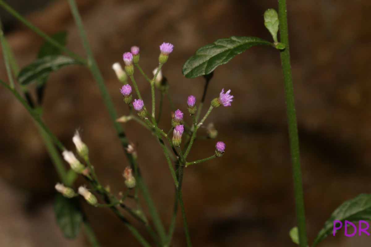 Cyanthillium cinereum (L.) H.Rob.