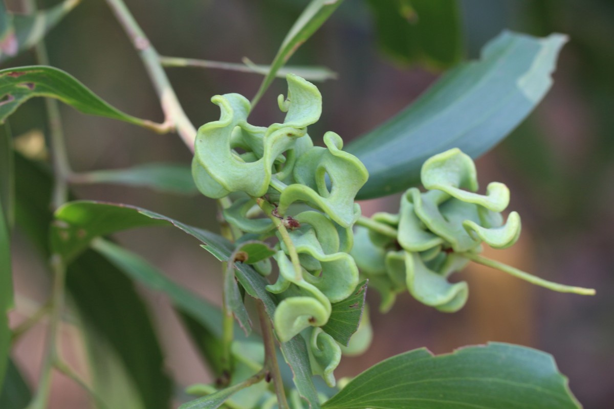 Acacia auriculiformis A.Cunn. ex Benth.