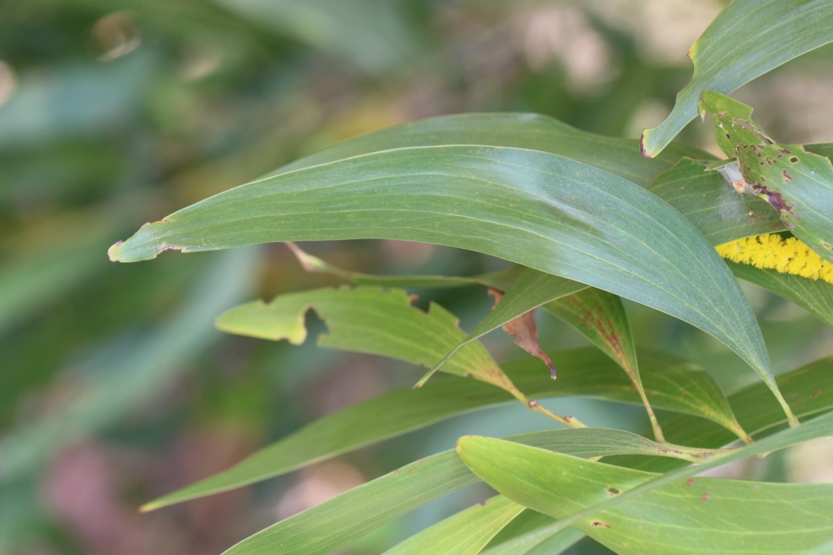 Acacia auriculiformis A.Cunn. ex Benth.