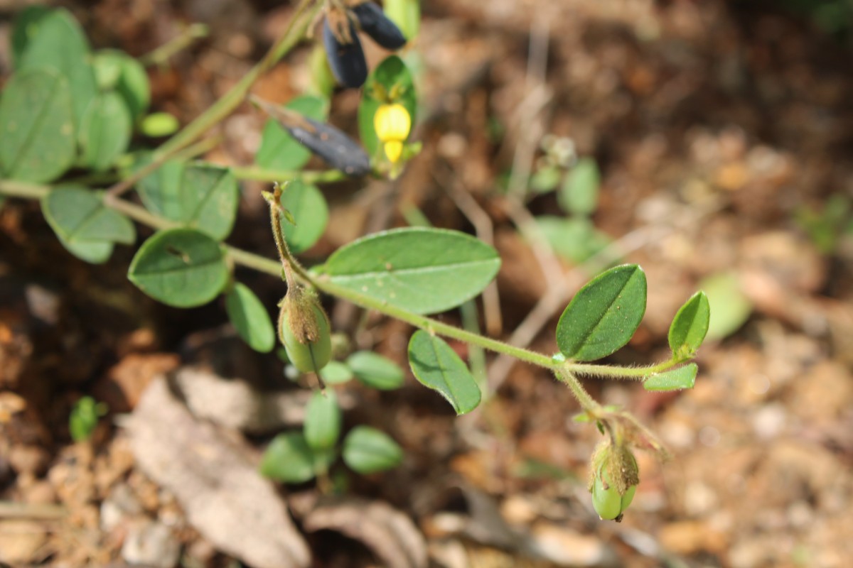 Crotalaria lejoloba Bartl.