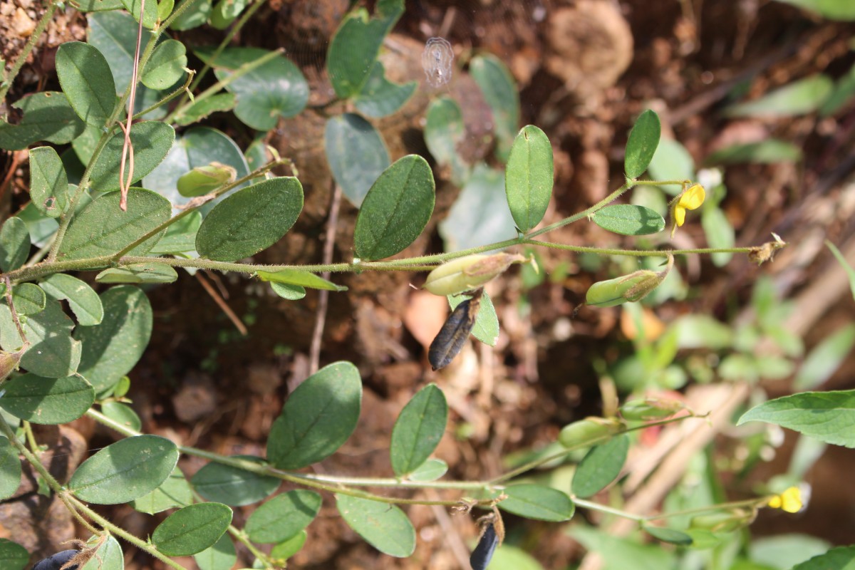 Crotalaria lejoloba Bartl.