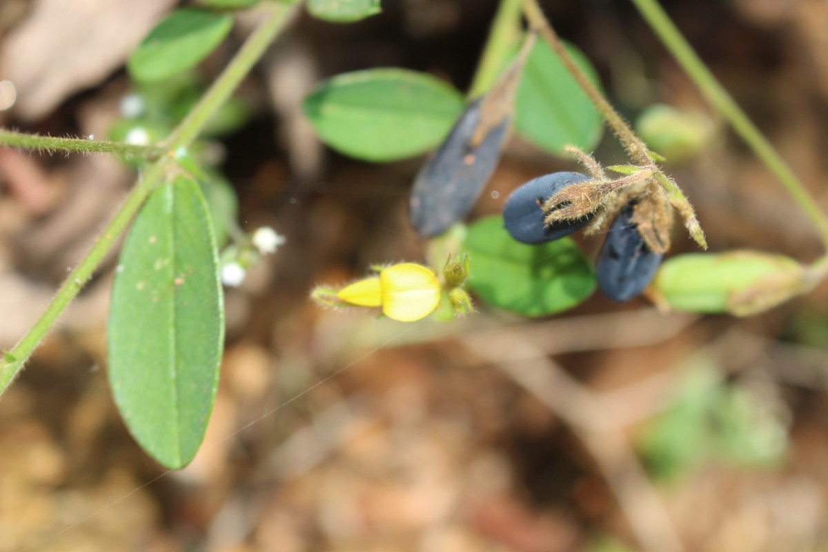 Crotalaria lejoloba Bartl.