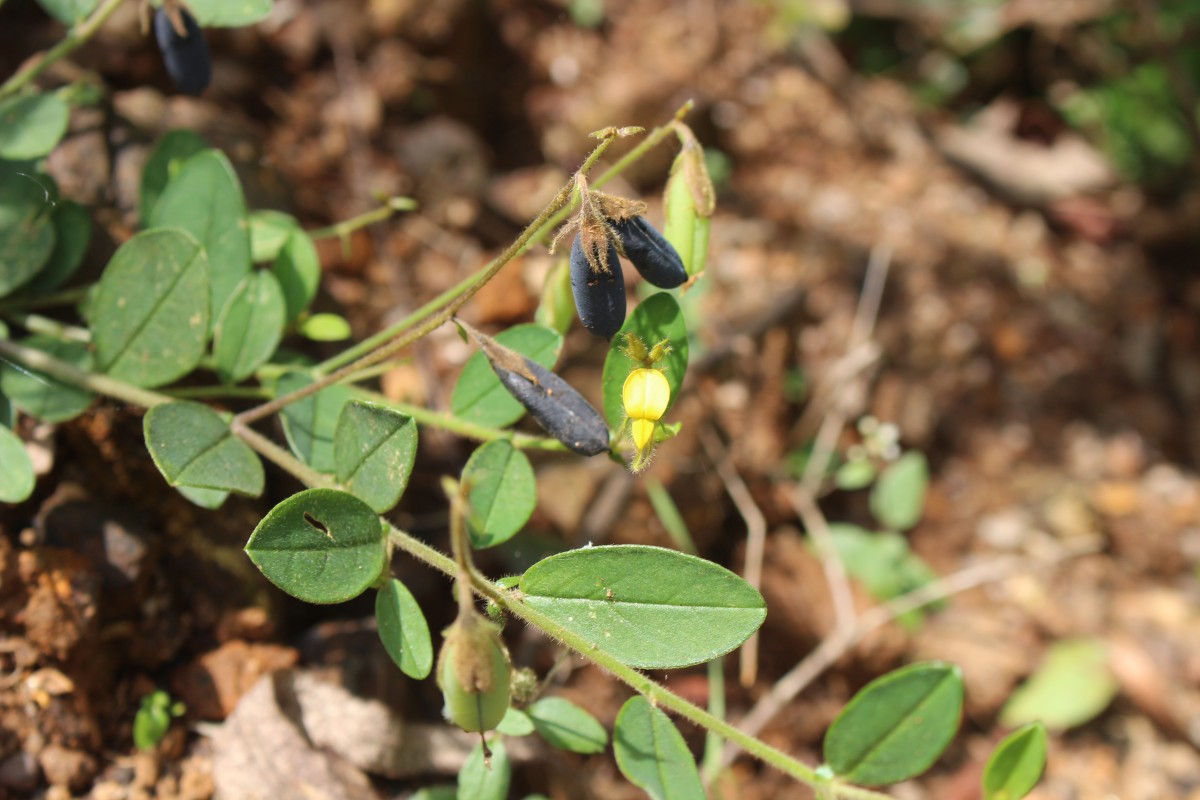 Crotalaria lejoloba Bartl.