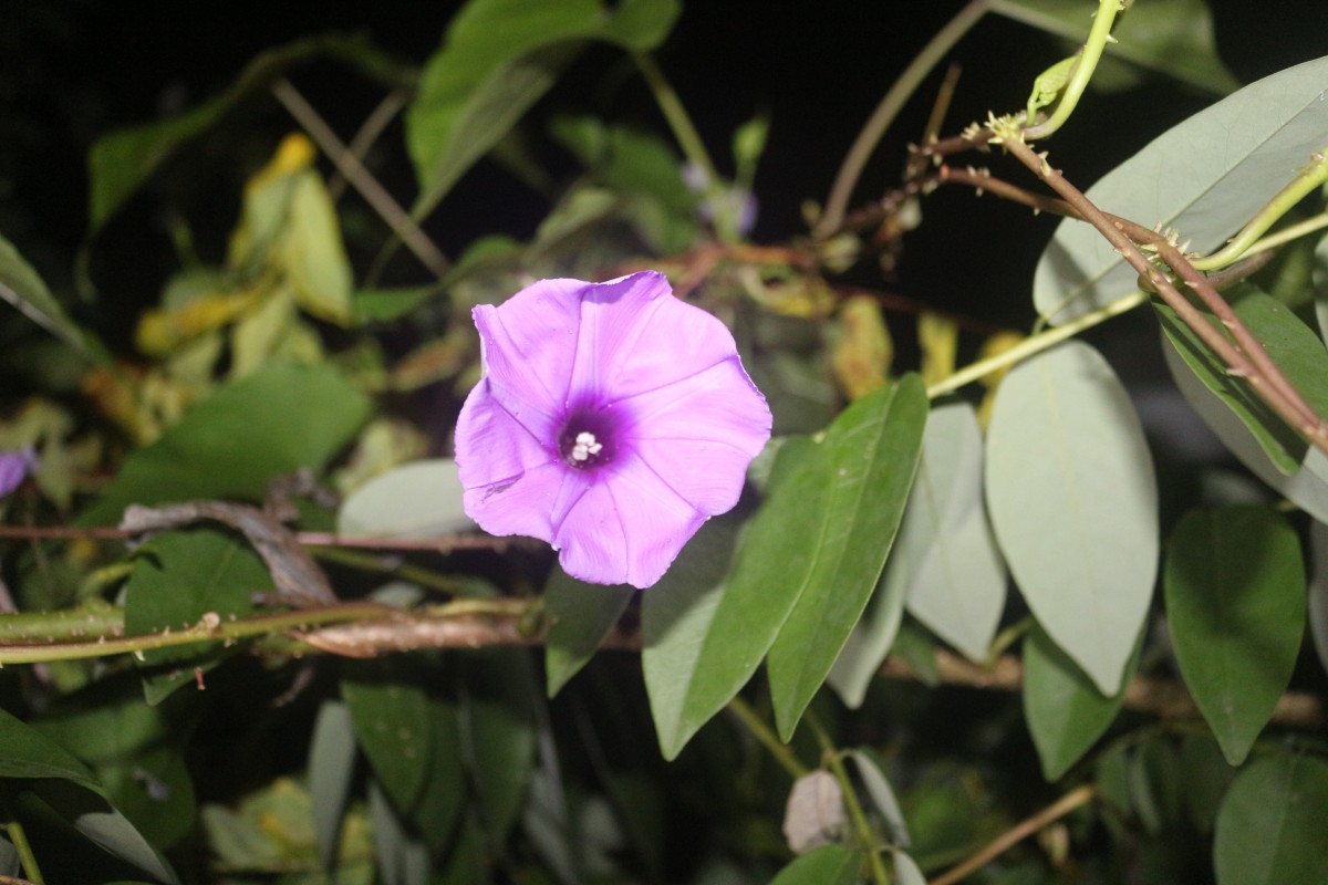 Ipomoea muricata (L.) Jacq.