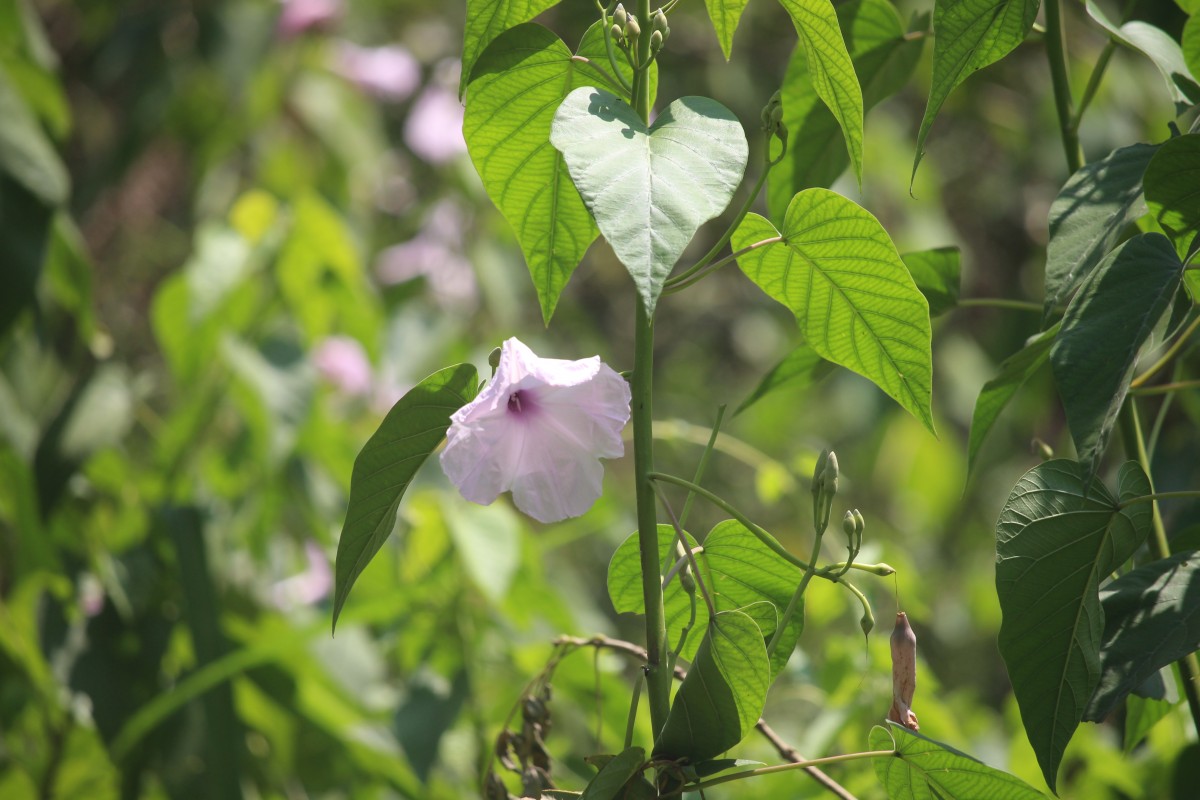 Ipomoea carnea Jacq.