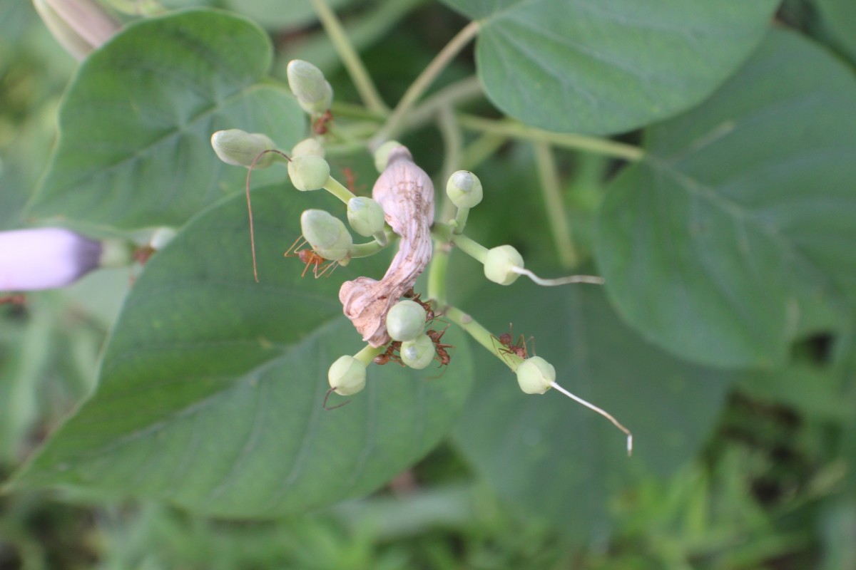 Ipomoea carnea Jacq.