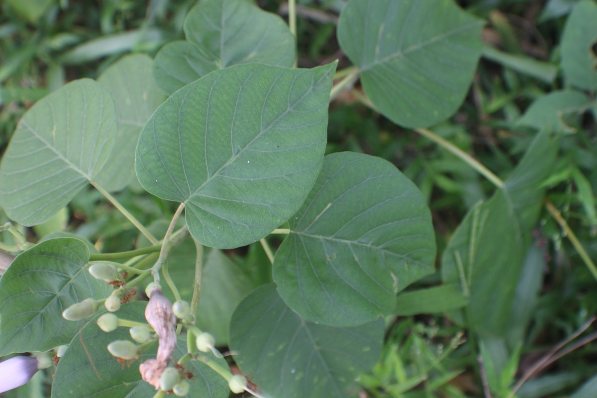 Ipomoea carnea Jacq.