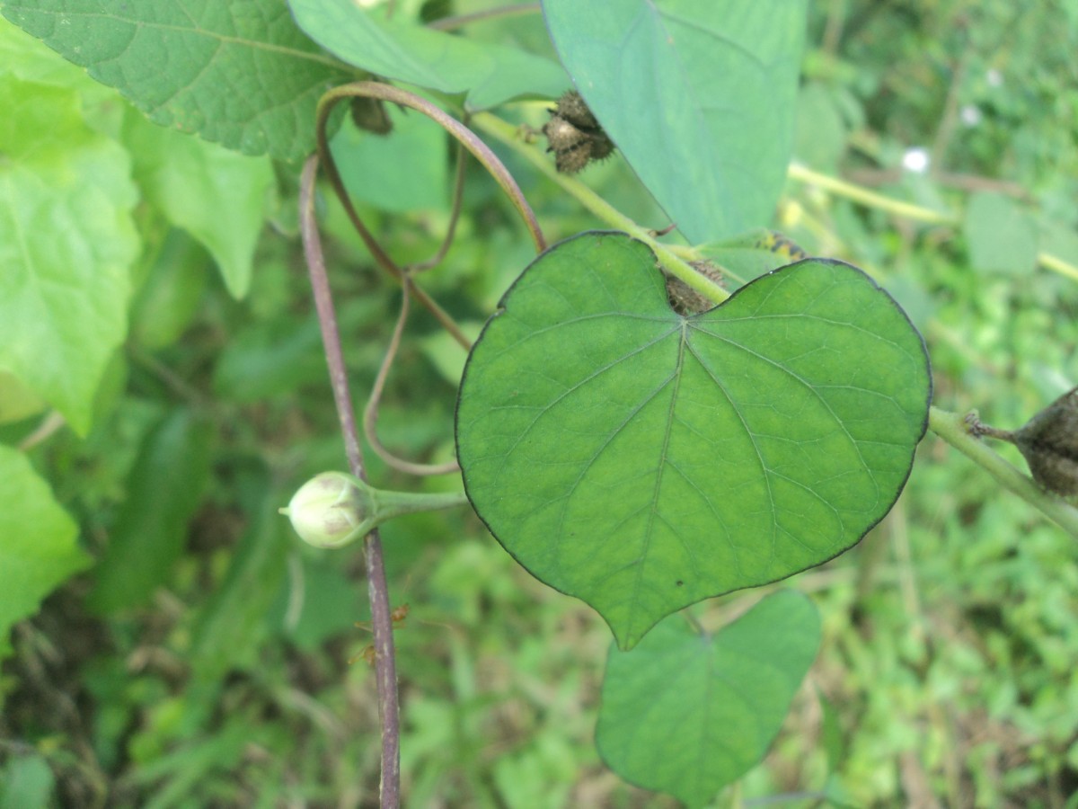 Ipomoea obscura (L.) Ker Gawl.