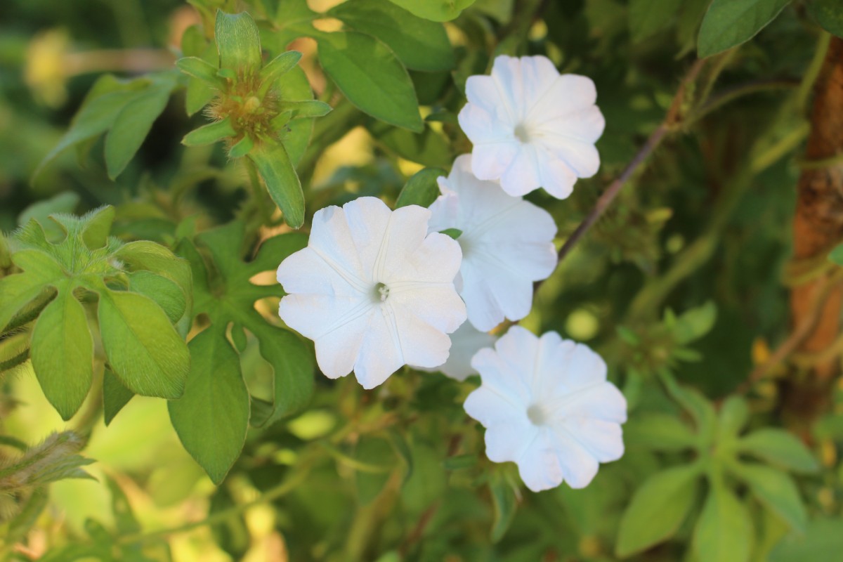 Ipomoea pes-tigridis L.