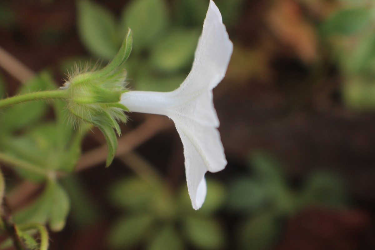 Ipomoea pes-tigridis L.