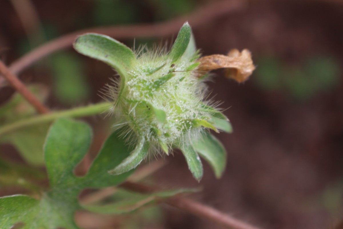 Ipomoea pes-tigridis L.