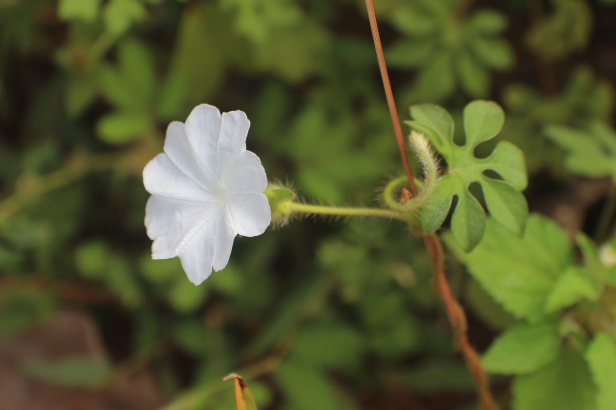 Ipomoea pes-tigridis L.