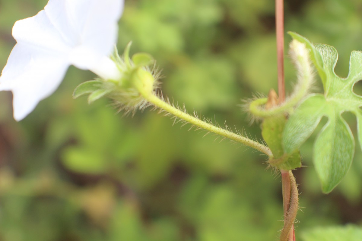 Ipomoea pes-tigridis L.