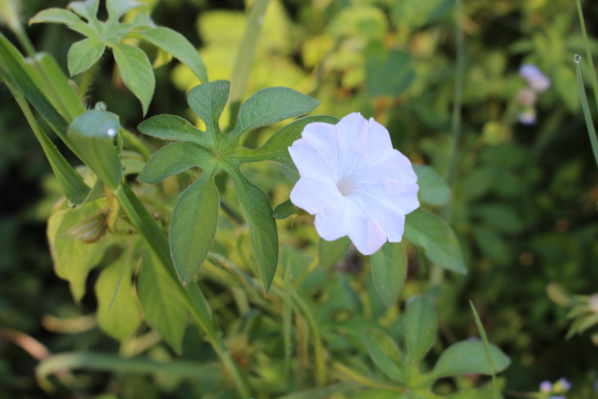 Ipomoea pes-tigridis L.