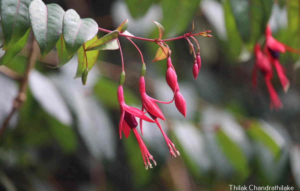 Fuchsia regia (Vand. ex Vell.) Munz