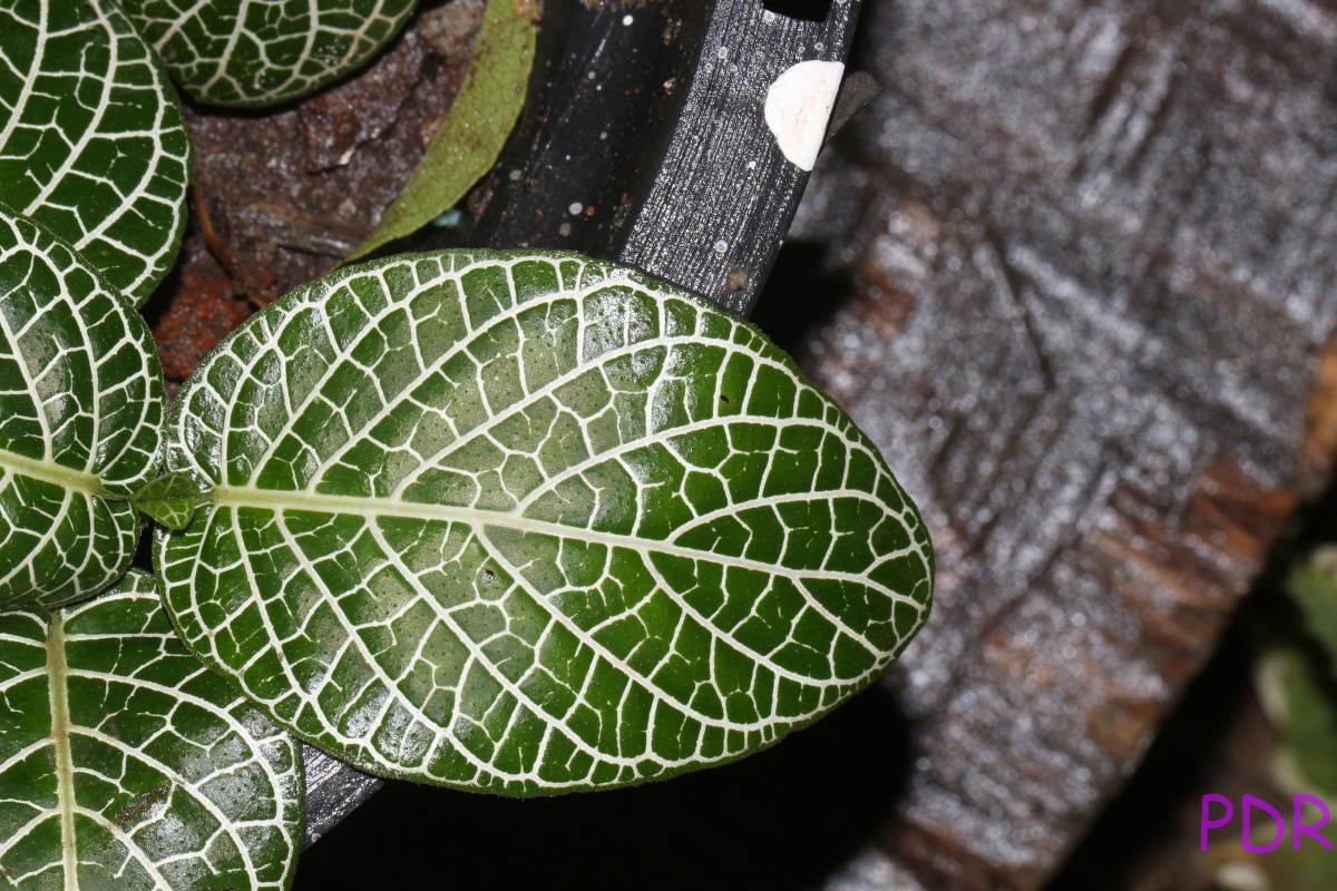 Fittonia albivenis (Lindl. ex Veitch) Brummitt