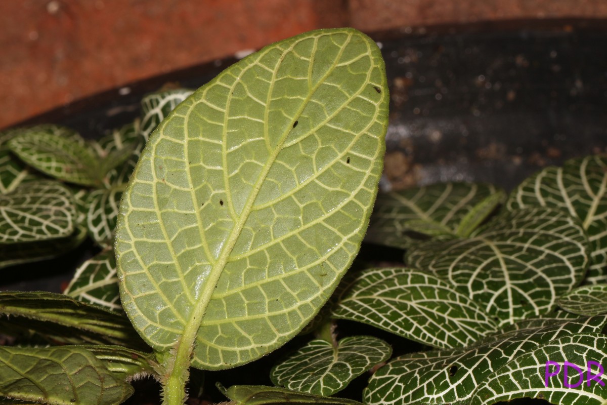 Fittonia albivenis (Lindl. ex Veitch) Brummitt