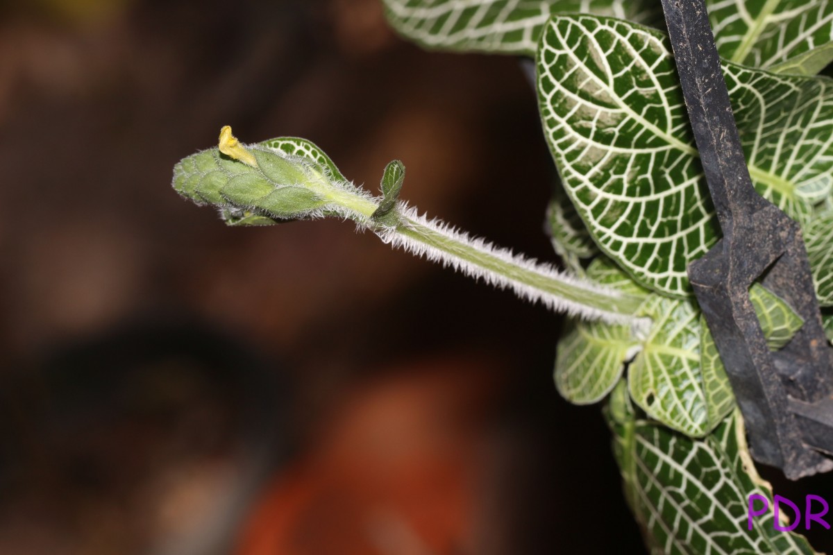 Fittonia albivenis (Lindl. ex Veitch) Brummitt