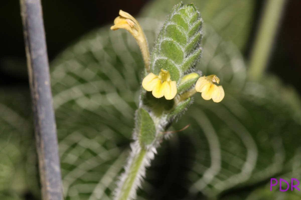 Fittonia albivenis (Lindl. ex Veitch) Brummitt