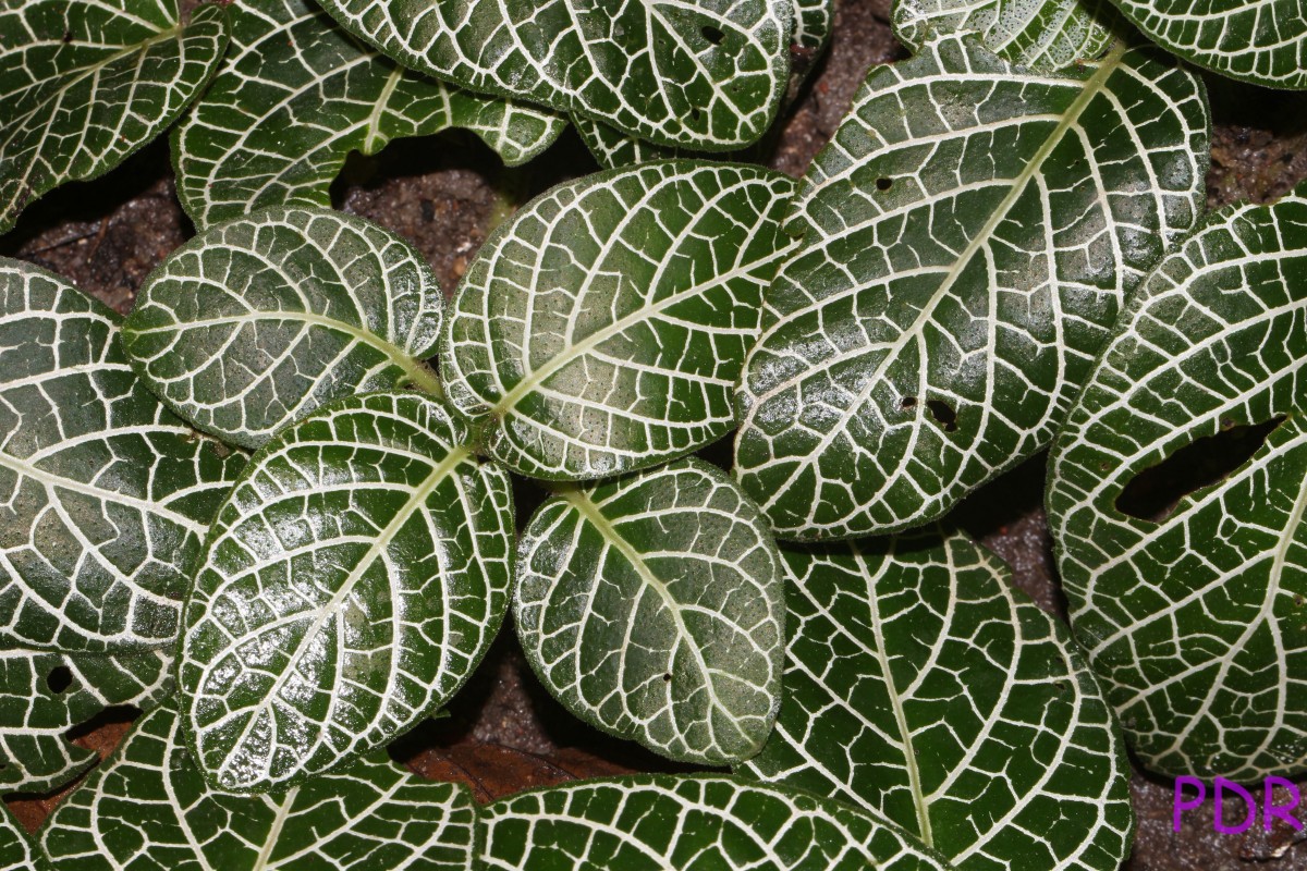 Fittonia albivenis (Lindl. ex Veitch) Brummitt