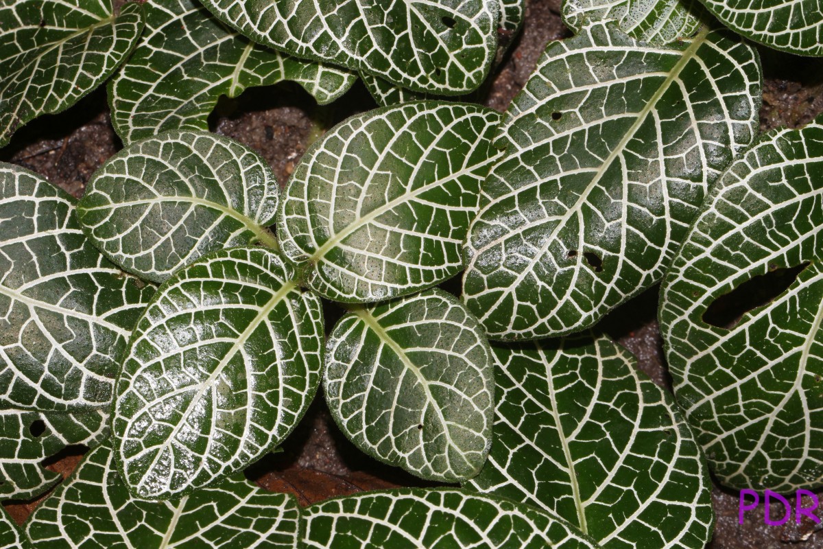 Fittonia albivenis (Lindl. ex Veitch) Brummitt