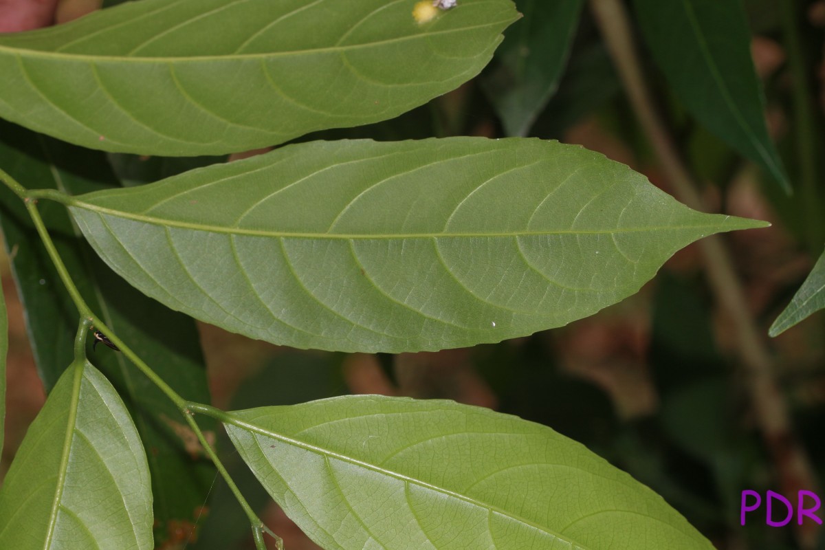 Hydnocarpus venenatus Gaertn.