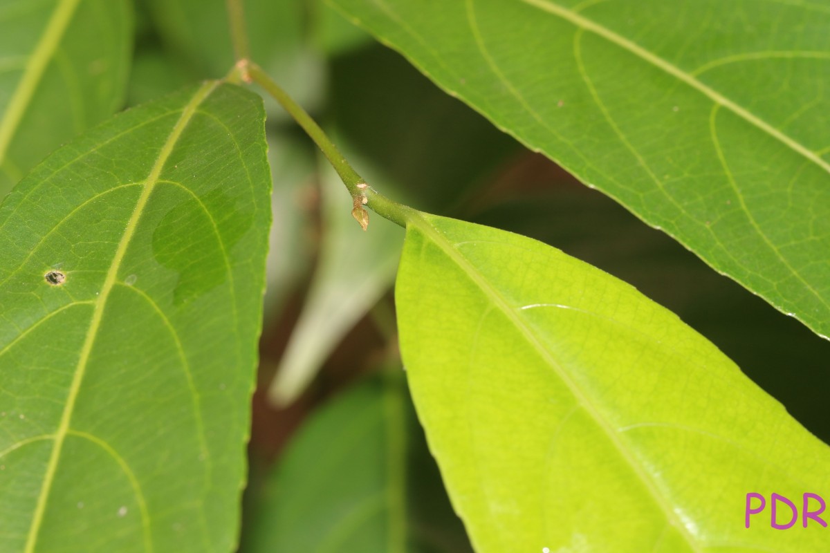 Hydnocarpus venenatus Gaertn.