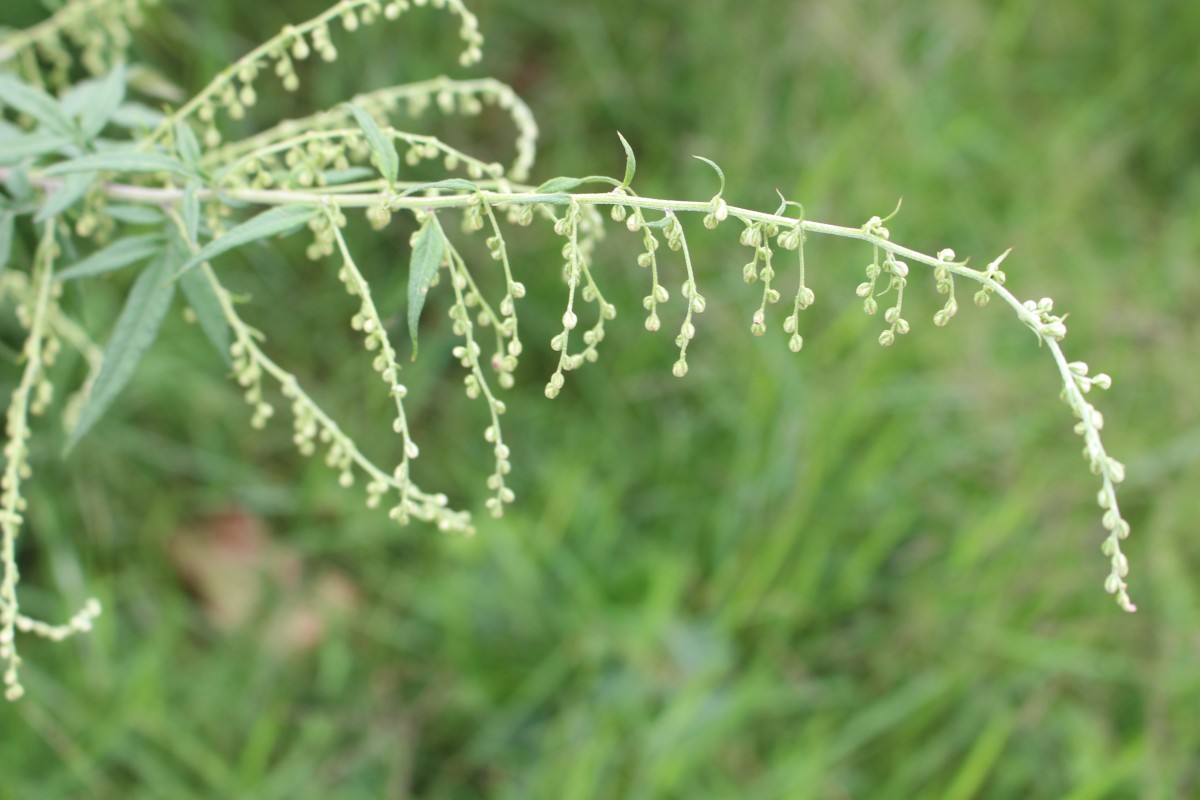 Artemisia indica Willd.