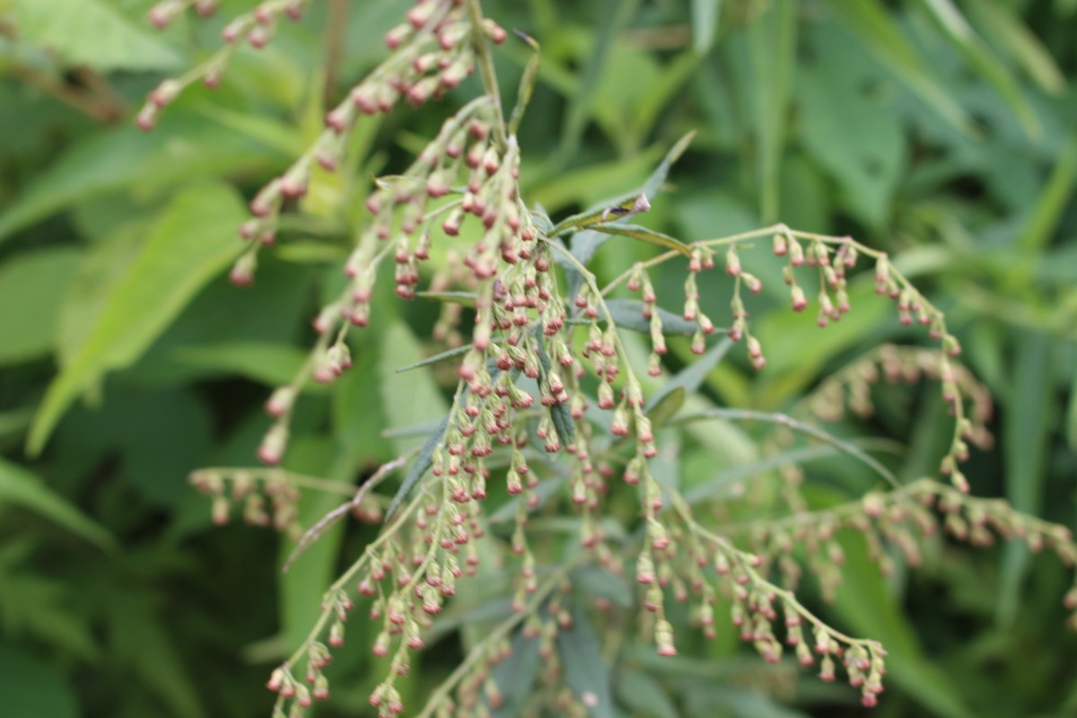 Artemisia indica Willd.