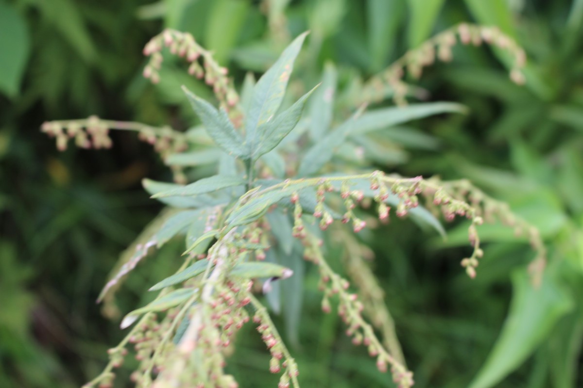 Artemisia indica Willd.