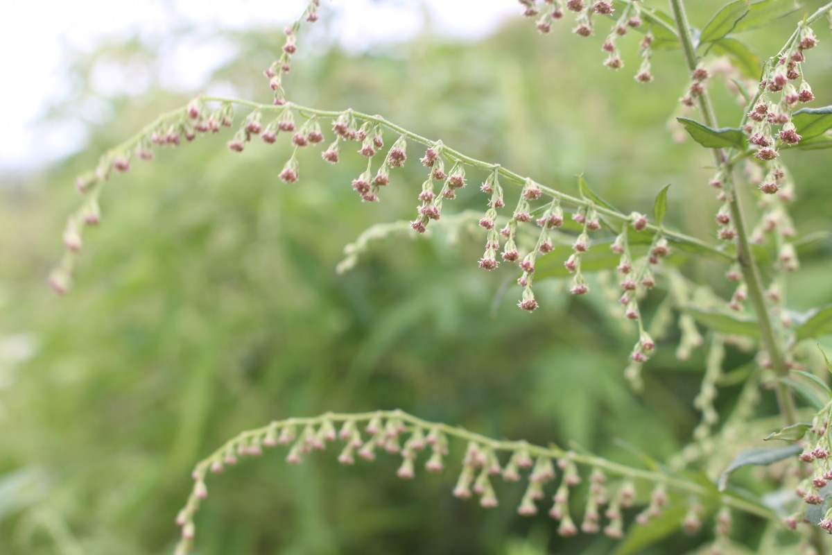 Artemisia indica Willd.