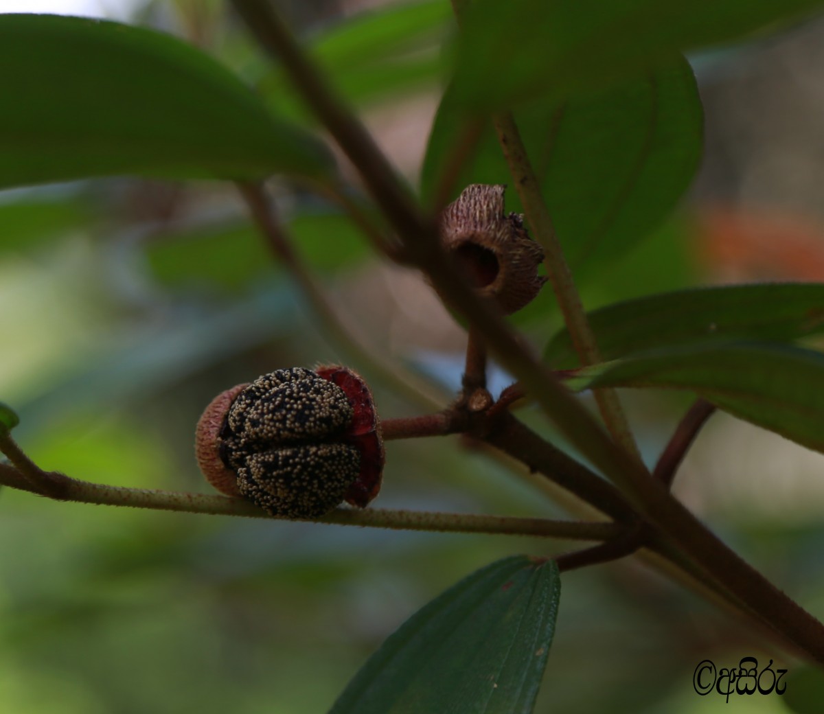 Melastoma malabathricum L.