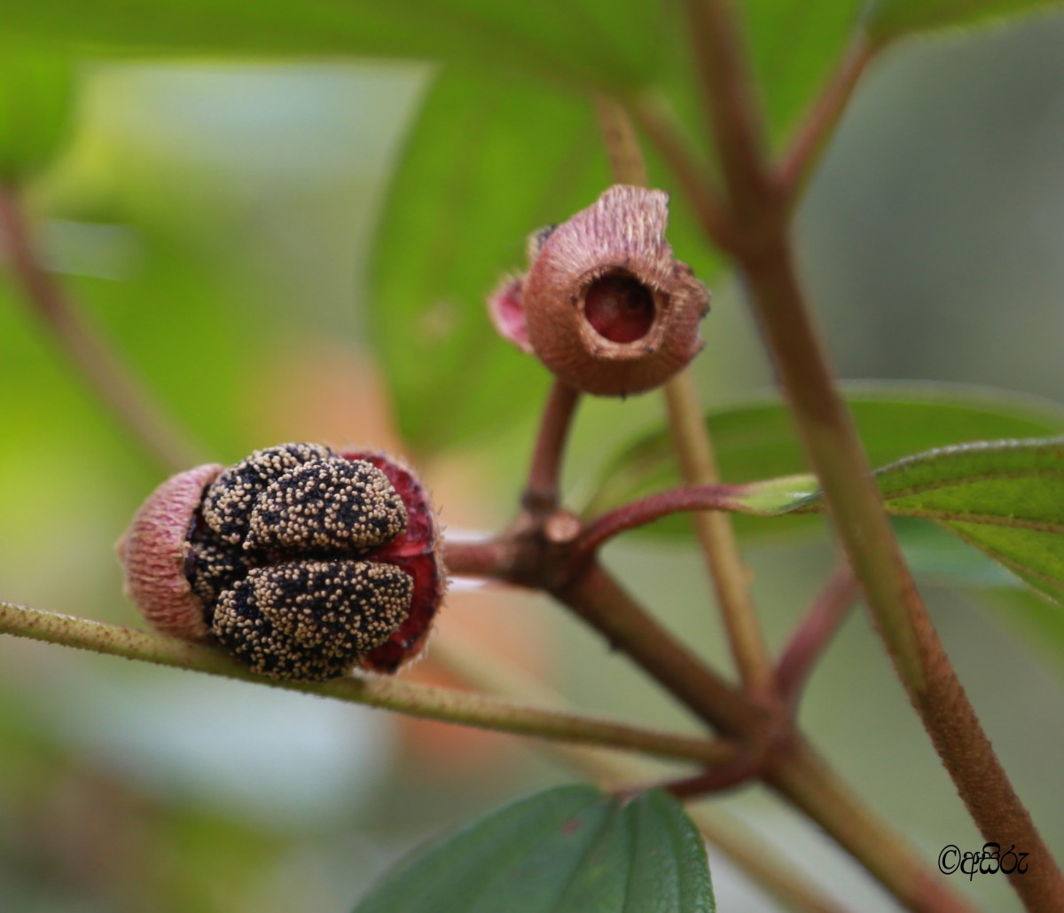 Melastoma malabathricum L.