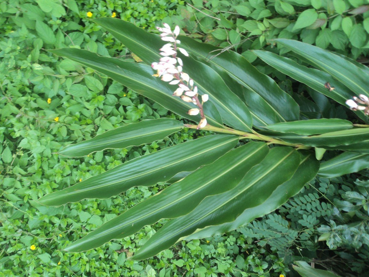 Alpinia zerumbet (Pers.) B.L.Burtt & R.M.Sm.