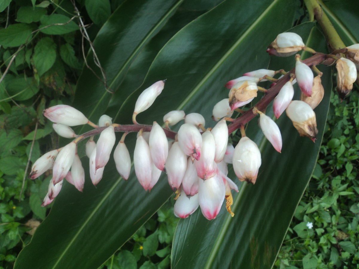 Alpinia zerumbet (Pers.) B.L.Burtt & R.M.Sm.