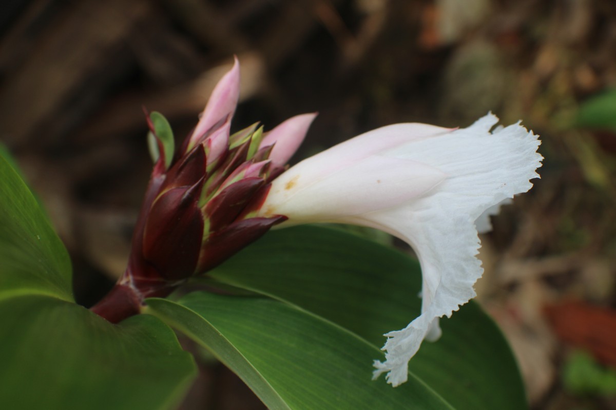 Hellenia speciosa (J.Koenig) S.R.Dutta