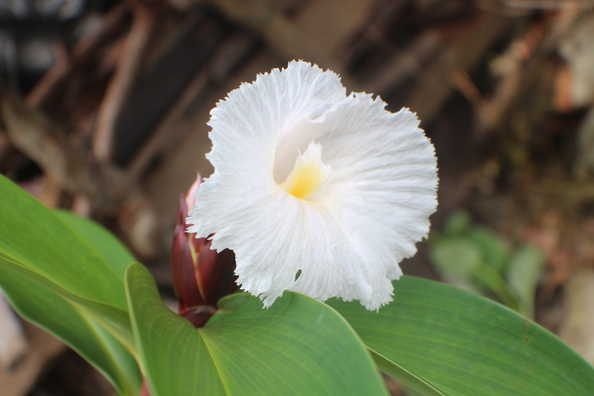 Hellenia speciosa (J.Koenig) S.R.Dutta