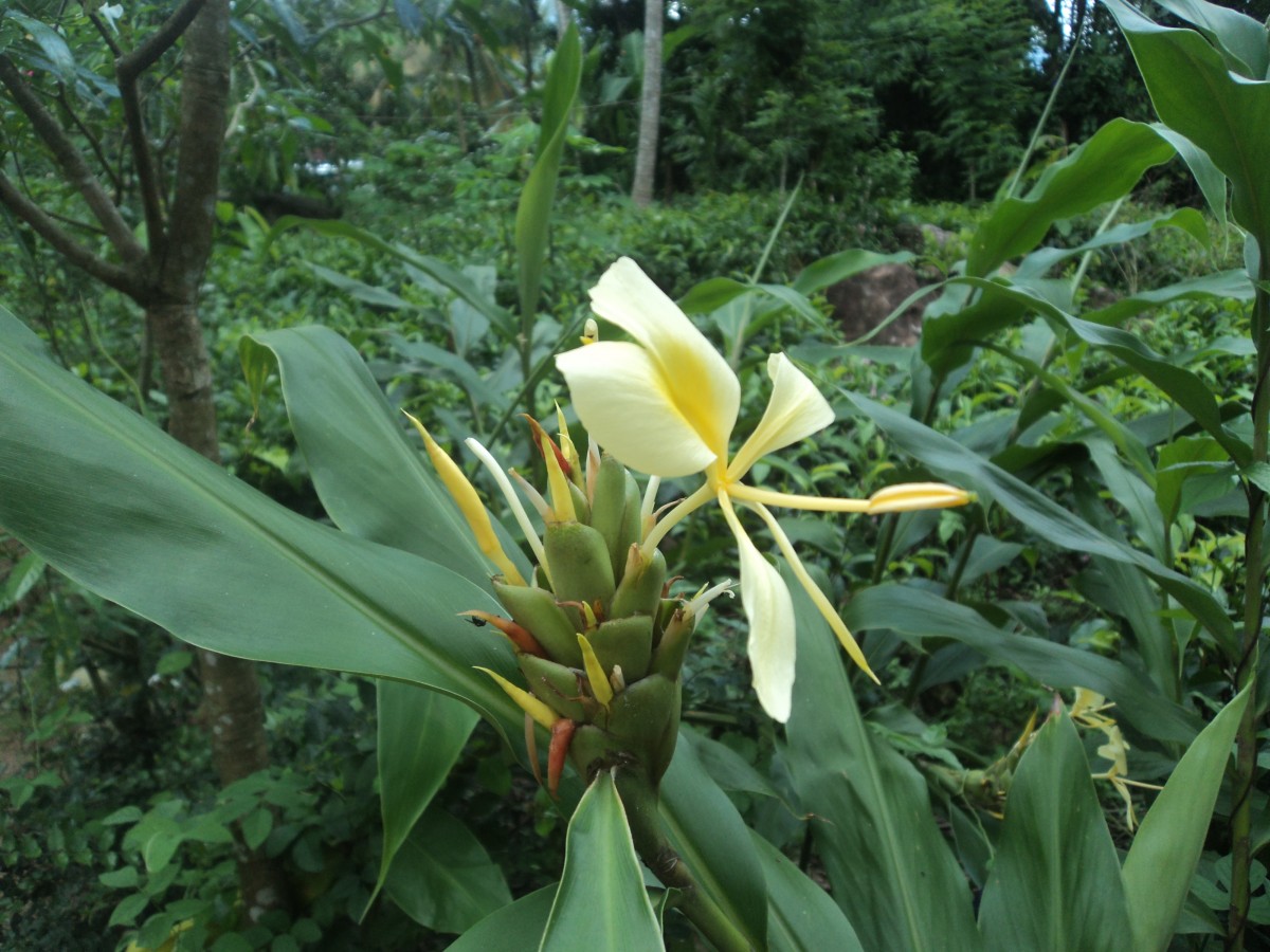 Hedychium flavescens Carey ex Roscoe