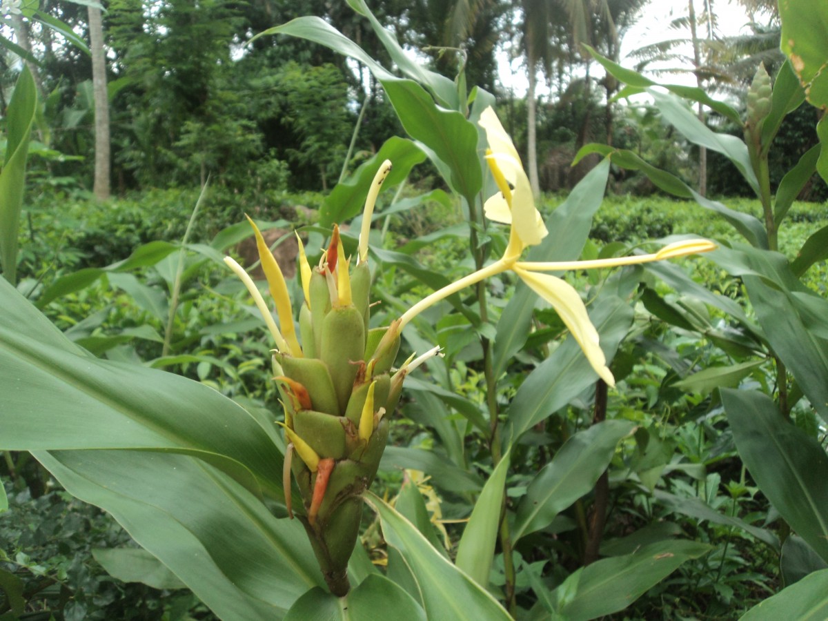 Hedychium flavescens Carey ex Roscoe