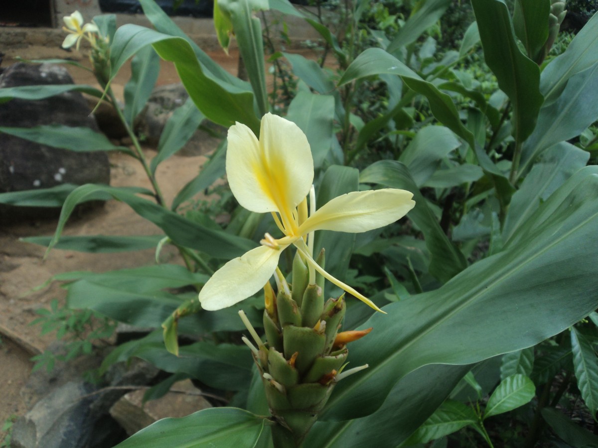 Hedychium flavescens Carey ex Roscoe