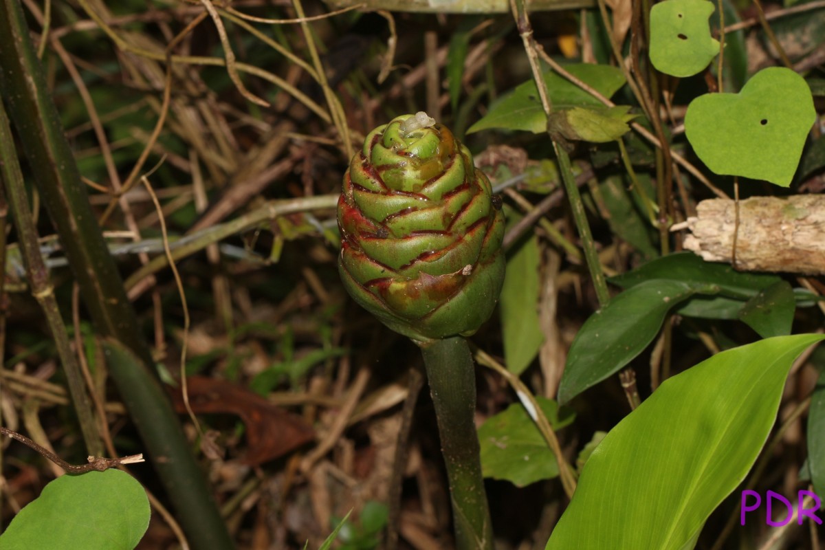 Zingiber zerumbet (L.) Roscoe ex Sm.