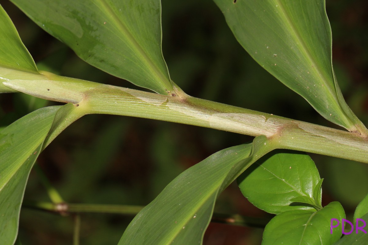 Zingiber zerumbet (L.) Roscoe ex Sm.