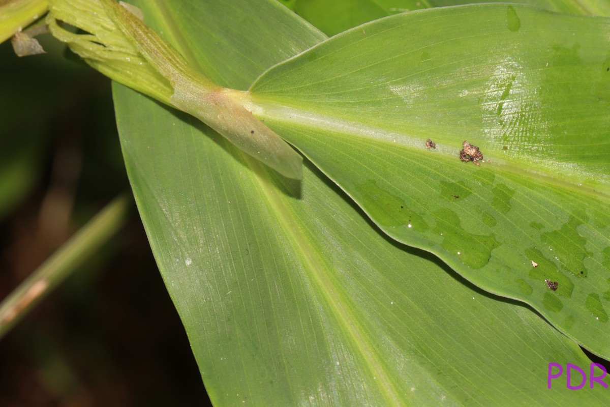 Zingiber zerumbet (L.) Roscoe ex Sm.